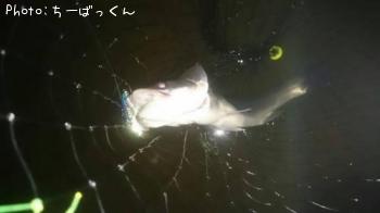 シーバス