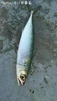 サバ