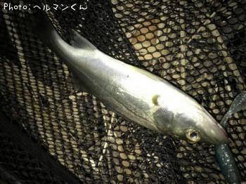シーバス