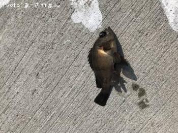 メバル