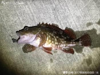 カサゴ