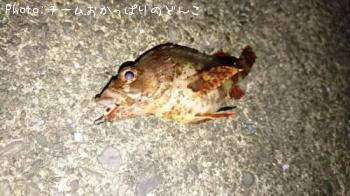 ヨロイメバル