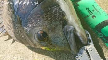 クロダイ＆シーバス