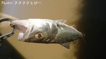 クロダイ＆シーバス