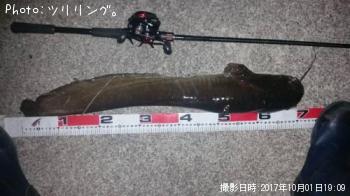 ナマズ