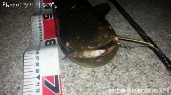 ナマズ