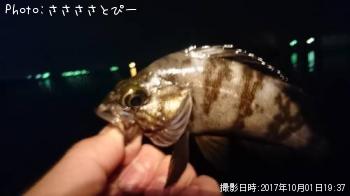 メバル＆エイ