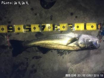 シーバス