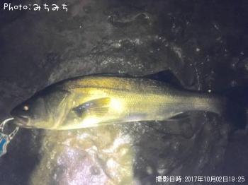 シーバス