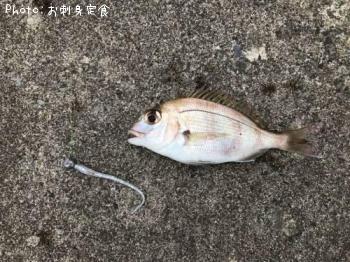 タイ？（チャリコ）