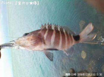 ハタ？