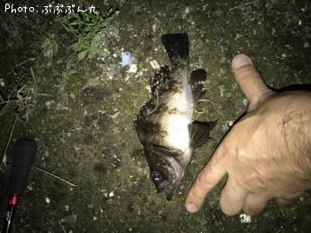 メバル