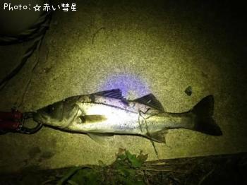 シーバス