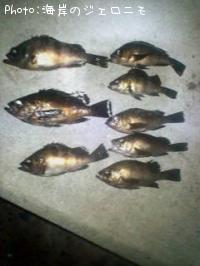 メバル