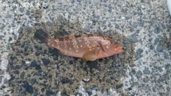 キジハタ