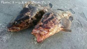 タケノコメバル