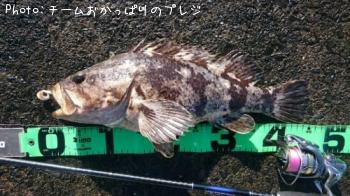 タケノコメバル
