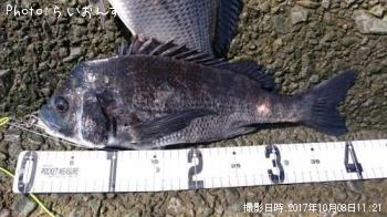 クロダイ