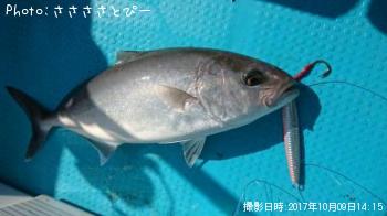 ショゴ＆サワラ＆ソウダガツオ＆サバ＆マダイ＆カサゴ＆フグ