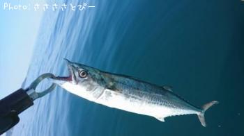 ショゴ＆サワラ＆ソウダガツオ＆サバ＆マダイ＆カサゴ＆フグ