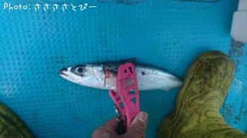 ショゴ＆サワラ＆ソウダガツオ＆サバ＆マダイ＆カサゴ＆フグ