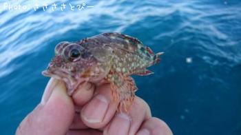 ショゴ＆サワラ＆ソウダガツオ＆サバ＆マダイ＆カサゴ＆フグ