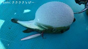 ショゴ＆サワラ＆ソウダガツオ＆サバ＆マダイ＆カサゴ＆フグ