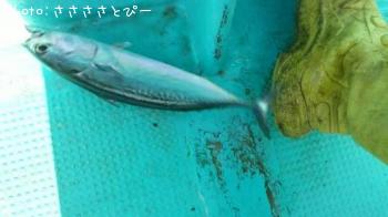 ショゴ＆サワラ＆ソウダガツオ＆サバ＆マダイ＆カサゴ＆フグ