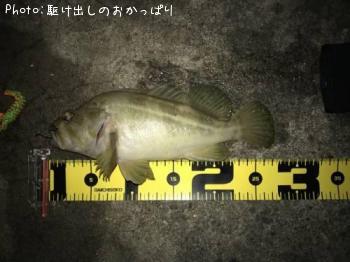 シマソイ