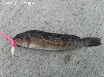 アイナメ