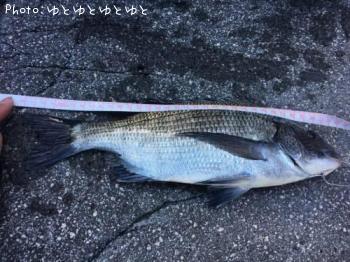 黒鯛