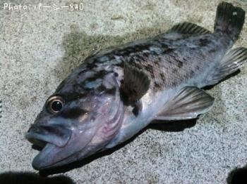 クロソイ