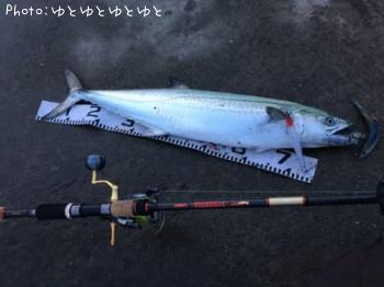 サワラ