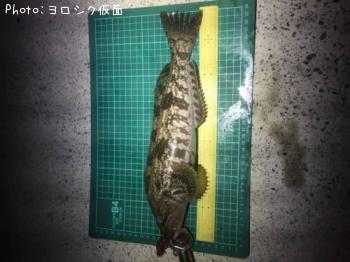 アイナメ