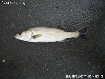 シーバス