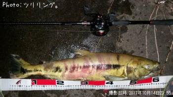 シャケ