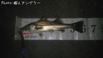 シーバス