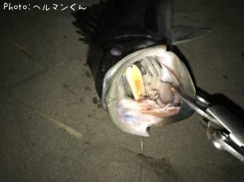 シーバス