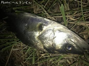 シーバス