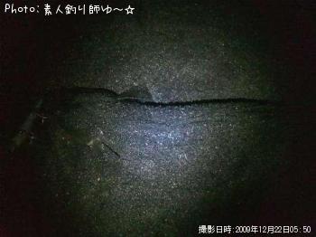 マゴチ