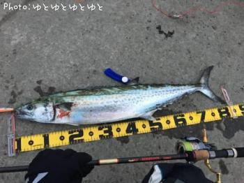 サワラ