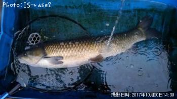 ソウギョ