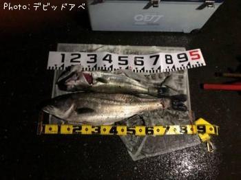 シーバス