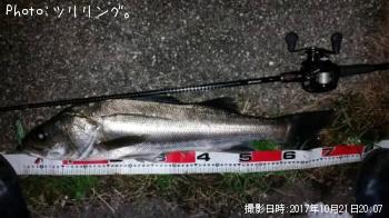シーバス