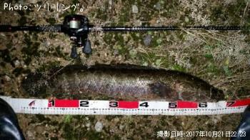 雷魚