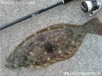 ヒラメ