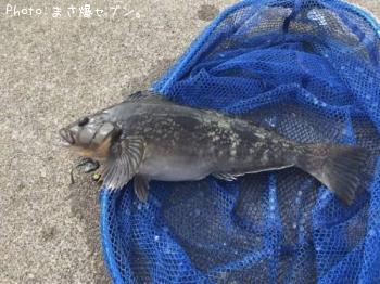 アイナメ