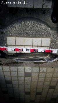 シーバス