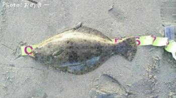 ヒラメ
