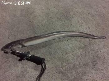 アナゴ